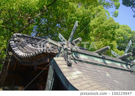 尾道篤神社境內的七福稻荷神社的千木樹和鰹魚樹 尾道篤神社境內的七福稻荷神社的千木樹和鰹魚樹 108229847