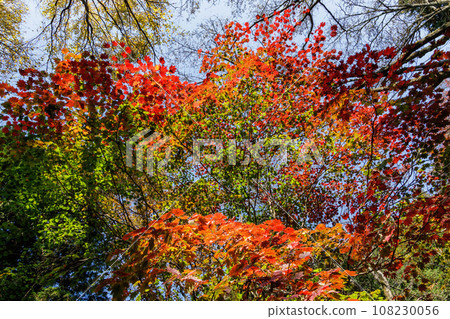 Trees with autumn leaves shining in the sunlight filtering through the foliage Trees with autumn leaves shining in the sunlight filtering through the foliage 108230056