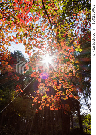 Trees with autumn leaves shining in the sunlight filtering through the foliage 108230062