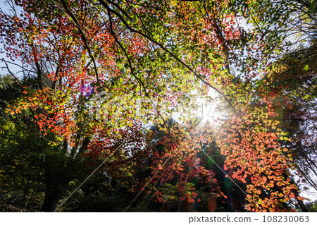 Trees with autumn leaves shining in the sunlight filtering through the foliage Trees with autumn leaves shining in the sunlight filtering through the foliage 108230063