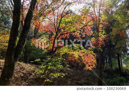 Trees with autumn leaves shining in the sunlight filtering through the foliage Trees with autumn leaves shining in the sunlight filtering through the foliage 108230069