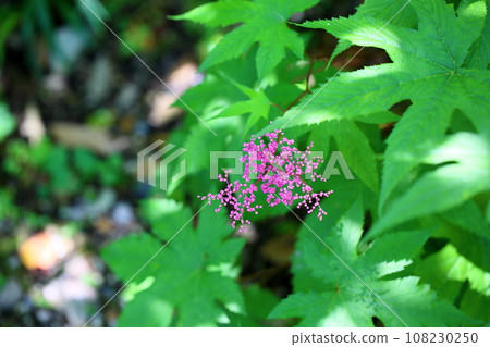 Kyokanoko之花 108230250