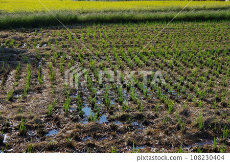 Rice field after cutting 108230404