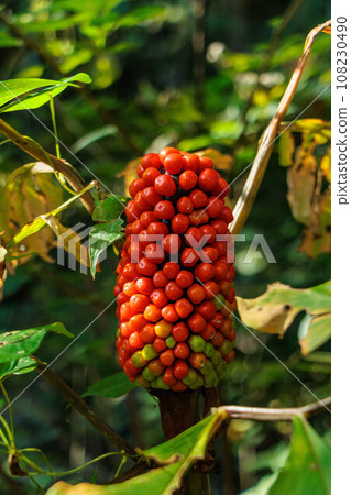 媽媽滋賀的紅色水果 媽媽滋賀的紅色水果 108230490