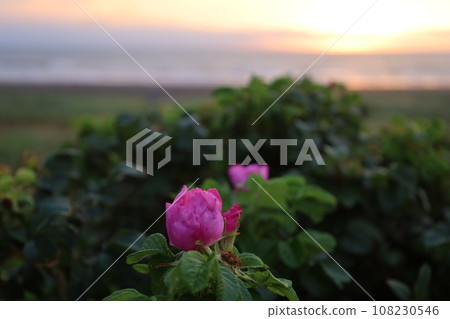 Sunset overlooking Rishiri Island offshore from the Sarobetsu wilderness in Rishiri Rebun-Sarobetsu National Park, Hokkaido, Japan's largest high-rise wetland Sunset overlooking Rishiri Island offshore from the Sarobetsu wilderness in Rishiri Rebun-Sarobetsu National Park, Hokkaido, Japan's largest high-rise wetland 108230546