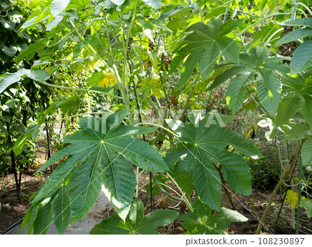 蓖麻子藥用植物 108230897