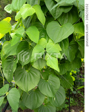 Nigakashuu 108231032