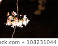 櫻桃樹 108231044