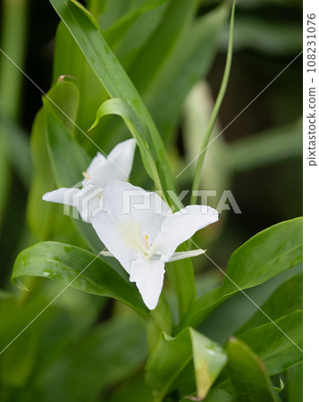 Hanashukusha Hanashukusha 108231076