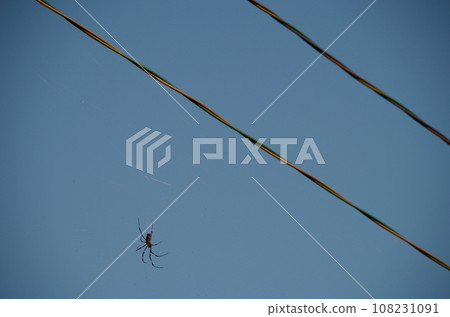 Spider nesting in electric wires Spider nesting in electric wires 108231091