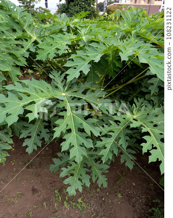 Papaya tree Papaya tree 108231122
