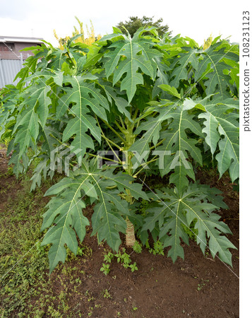 Papaya tree 108231123