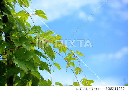 Hop fruit Hop fruit 108231312