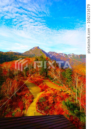 熾熱的秋天，錦秋的北海道，十月，層雲峽的秋葉，黑岳索道，乘索道攀登黑岳，紅黃色的秋葉 108231679