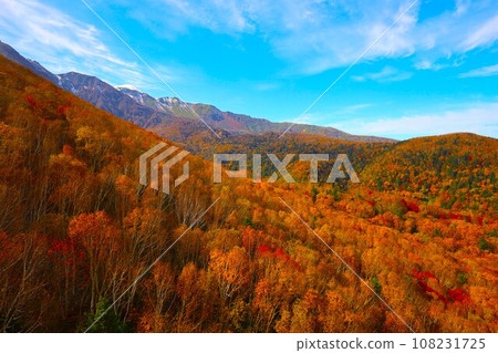 Blazing autumn, Hokkaido in brocade autumn, October, autumn leaves in Sounkyo, Mt. Kurodake ropeway, Mt. Kurodake climbed by ropeway, red-yellow autumn leaves 108231725