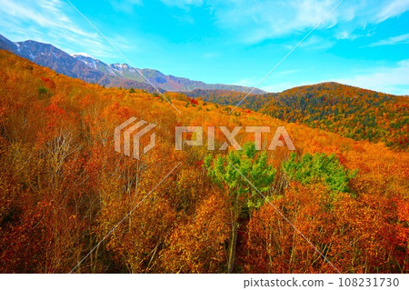 Blazing autumn, Hokkaido in brocade autumn, October, autumn leaves in Sounkyo, Mt. Kurodake ropeway, Mt. Kurodake climbed by ropeway, red-yellow autumn leaves 108231730