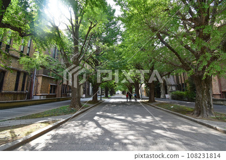 Ginkgo trees at the University of Tokyo 108231814