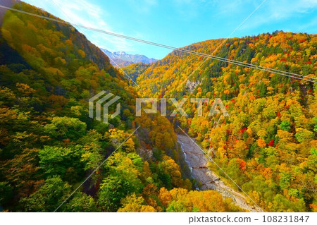 Blazing autumn, Hokkaido in brocade autumn, October, autumn leaves in Sounkyo, Mt. Kurodake ropeway, Mt. Kurodake climbed by ropeway, red-yellow autumn leaves 108231847