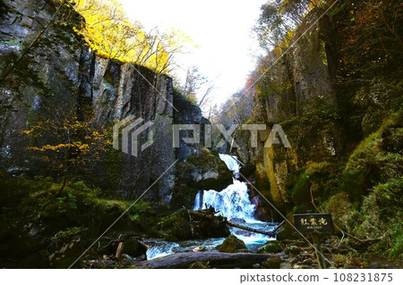 熾熱的秋天，錦秋的北海道，十月，層雲峽的秋葉，黑岳索道，乘索道攀登黑岳，紅黃色的秋葉 108231875