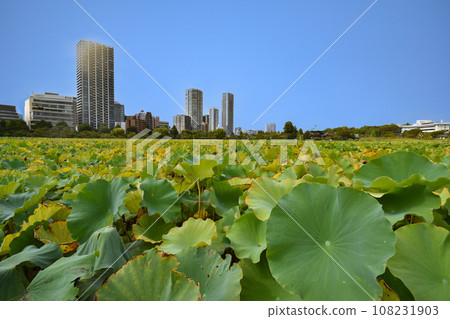 Lotus at Shinobazu Pond in Ueno 108231903