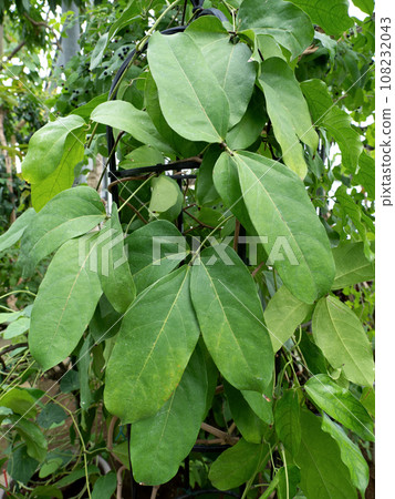 玉藤,豆科植物 玉藤,豆科植物 108232043