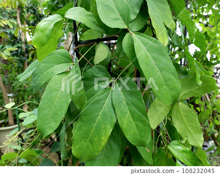玉藤,豆科植物 玉藤,豆科植物 108232045