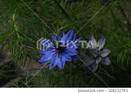 Nigella Nigella 108232763