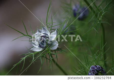 Nigella Nigella 108232764