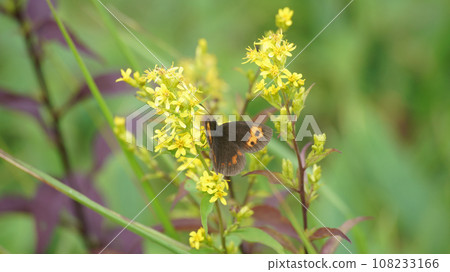 吸吮凱園花蜜的男性紅光影 108233166