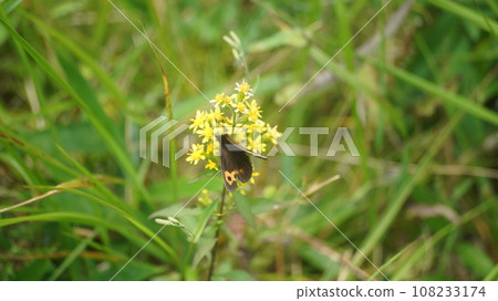 A male benihikage sucking Kion's nectar A male benihikage sucking Kion's nectar 108233174