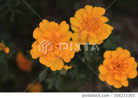 French marigold French marigold 108233303