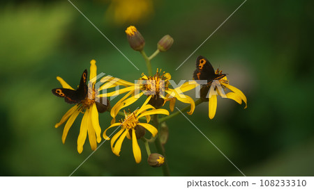 Benihikage Honshu subspecies that sucks the nectar of Malvada kebuki Benihikage Honshu subspecies that sucks the nectar of Malvada kebuki 108233310