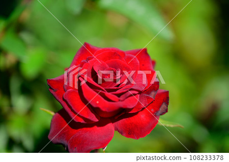 Autumn/Rose 108233378