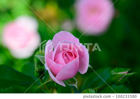 Autumn/Rose 108233380