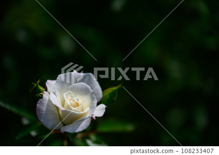 秋季/玫瑰色 108233407