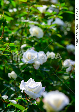 Autumn/Rose 108233409
