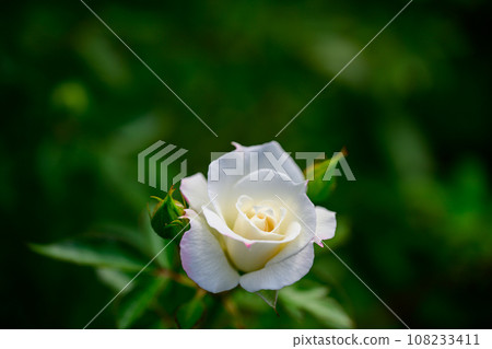 Autumn/Rose 108233411
