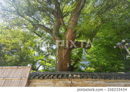 Iwashimizu Hachimangu Shrine, Nobunaga-fence and sacred tree “campus” (Yawata City, Kyoto Prefecture) Iwashimizu Hachimangu Shrine, Nobunaga-fence and sacred tree “campus” (Yawata City, Kyoto Prefecture) 108233434