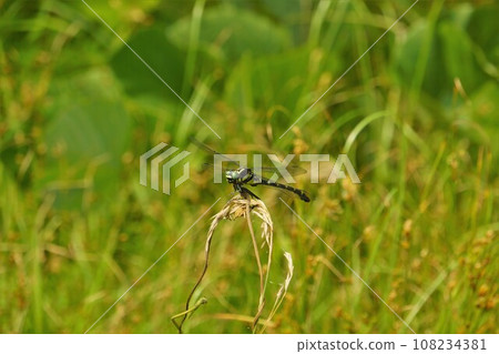 Onyanma at Okura Dam Shita Park 108234381