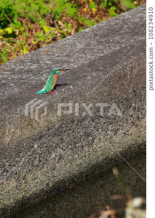 翠鳥棲息在堤防上 翠鳥棲息在堤防上 108234910