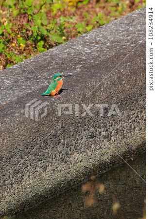 翠鳥棲息在堤防上 翠鳥棲息在堤防上 108234914