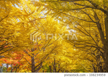 北海道大學的秋葉 108234959