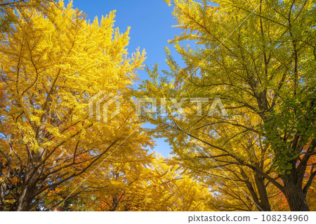 北海道大學的秋葉 北海道大學的秋葉 108234960