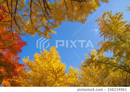 北海道大學的秋葉 北海道大學的秋葉 108234961