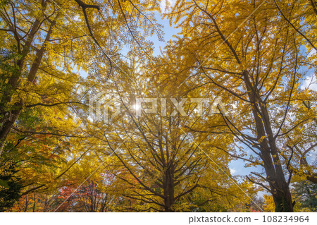 Autumn leaves of Hokkaido University 108234964