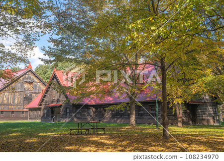 Autumn leaves of Hokkaido University 108234970