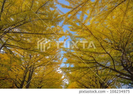 Autumn leaves of Hokkaido University Autumn leaves of Hokkaido University 108234975