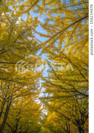 北海道大學的秋葉 108234976