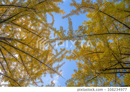 Autumn leaves of Hokkaido University 108234977