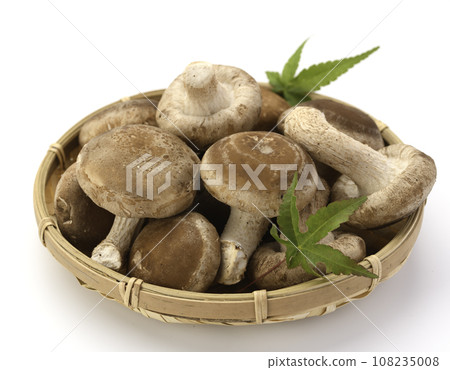 秋天的味道 菌床培育的香菇 營養豐富的生香菇 蘑菇 富含膳食纖維的生香菇 食用菌 蘑菇 108235008
